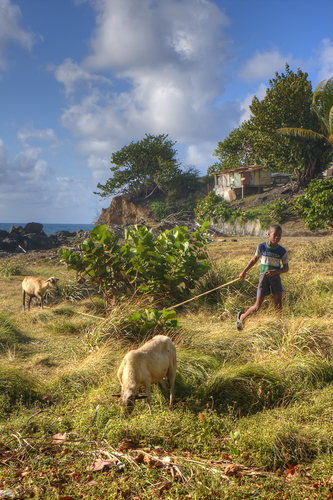 Photography-Landscape-Tobago Sheep