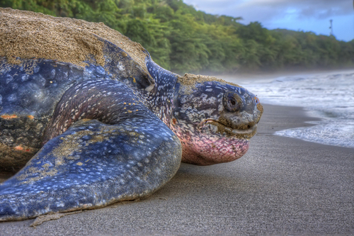 Photography-Nature-Leatherback