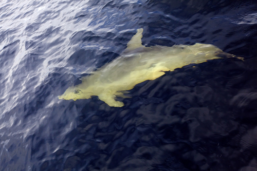 Photography-Animals-Dolphin