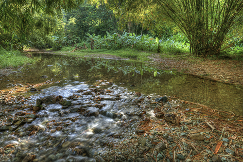 Photography-Nature-Parlituvier River Tobago