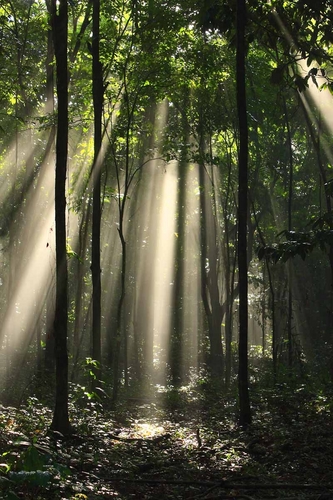 Photography-Landscape-Forest rays