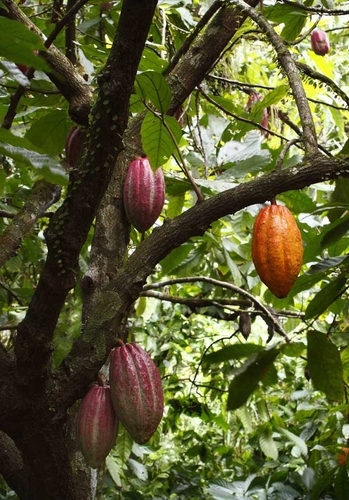 Photography-Nature-Cocoa pod