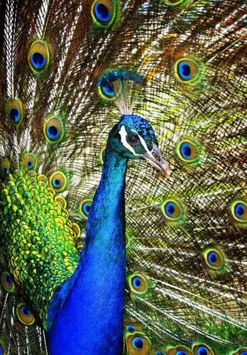 Photography-Nature-Peacock