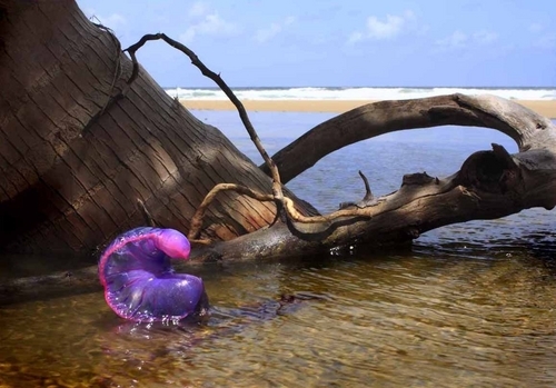 Photography-Nature-Jellyfish