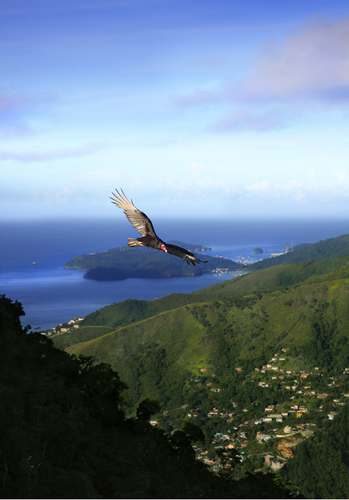 Photography-Nature-King Corbeau