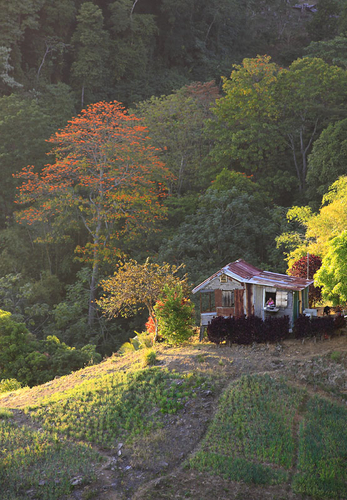 Photography-Landscape-Hillside Garden