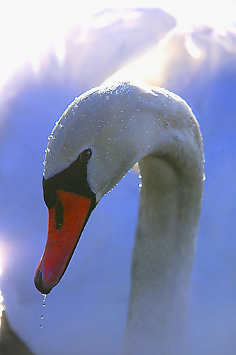 Photography-Nature-Swanlight