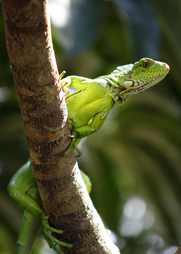 Photography-Nature-Iguana