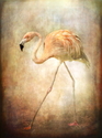 Pauline Fowler - Doing the Flamingo walk...