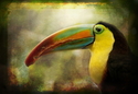 Toucan (thumbnail)