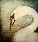 The%20Shy%20Swan (thumbnail)