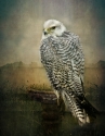 The%20watchful%20Hawk (thumbnail)