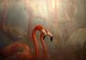 Flamingo%20Promenade. (thumbnail)