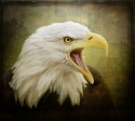 Eagle (thumbnail)