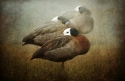Sleeping%20ducks... (thumbnail)