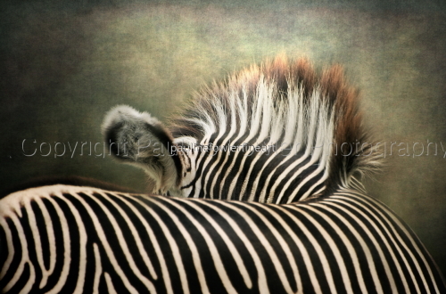 Exotic animals