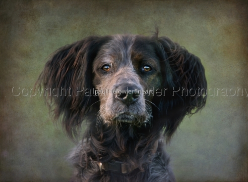 Dog portraits