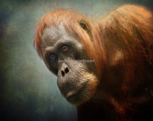 Monkeys Apes and Lemurs