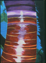 One%20Birch (thumbnail)