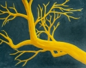 Magnolia%20Warbler (thumbnail)