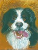 Phoebe%3A%20Bernese%20Mountain%20Dog (thumbnail)