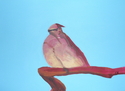 Painting--Acrylic-AnimalsThe Chairman