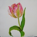 Pink%20Tulip (thumbnail)