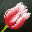 Red%20%26%20White%20Tulip (thumbnail)