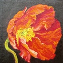 Red%20Poppy (thumbnail)