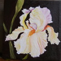 White%20Iris%20%233 (thumbnail)