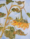 %22Sunflower%20II%22 (thumbnail)