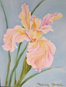 %22Iris%22 (thumbnail)