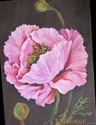 %22Pink%20Poppy%22 (thumbnail)