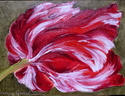 %22Red%20%26%20White%20Tulip%22 (thumbnail)