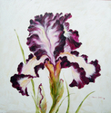 White%20%26%20Purple%20Iris (thumbnail)