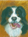 Phoebe, Bernese Mountain Dog