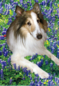 Laddie Boy Blue in Bluebonnets