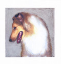 Merlin Blue Merle Rough Collie, Profile
