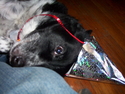 Trixie Party Hat