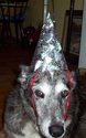 Dog in Party Hat
