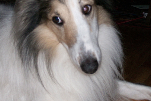 Photography-Hand colored-Laddie Boy Blue--Wistful