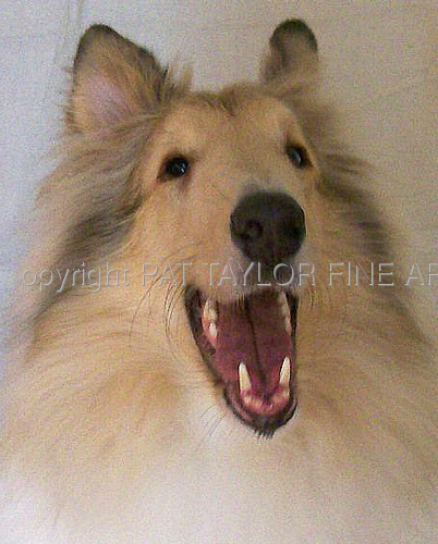 Photography-Hand colored-Merlin,Laughing