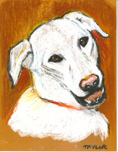 Drawing-Pastels-Peaches: White Labrador Portrait