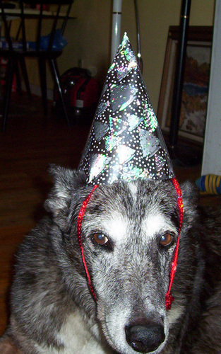 Photography-Color-Dog in Party Hat