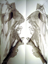 Drawing--Ink-AbstractRatscal