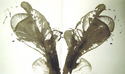 Drawing--Ink-AbstractBloom II