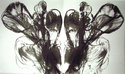 Drawing--Ink-AbstractBloom III