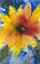 Rachel's Daisy Rachel%27s%20Daisy (thumbnail)