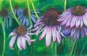 Echinacea Echinacea (thumbnail)