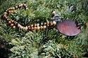 Aegle (thumbnail)